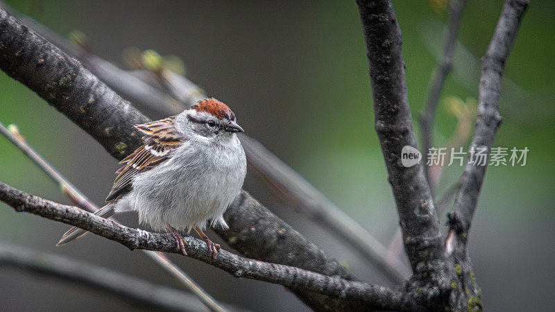 残酷的家庭，(Spizella passerina)，切麻雀。